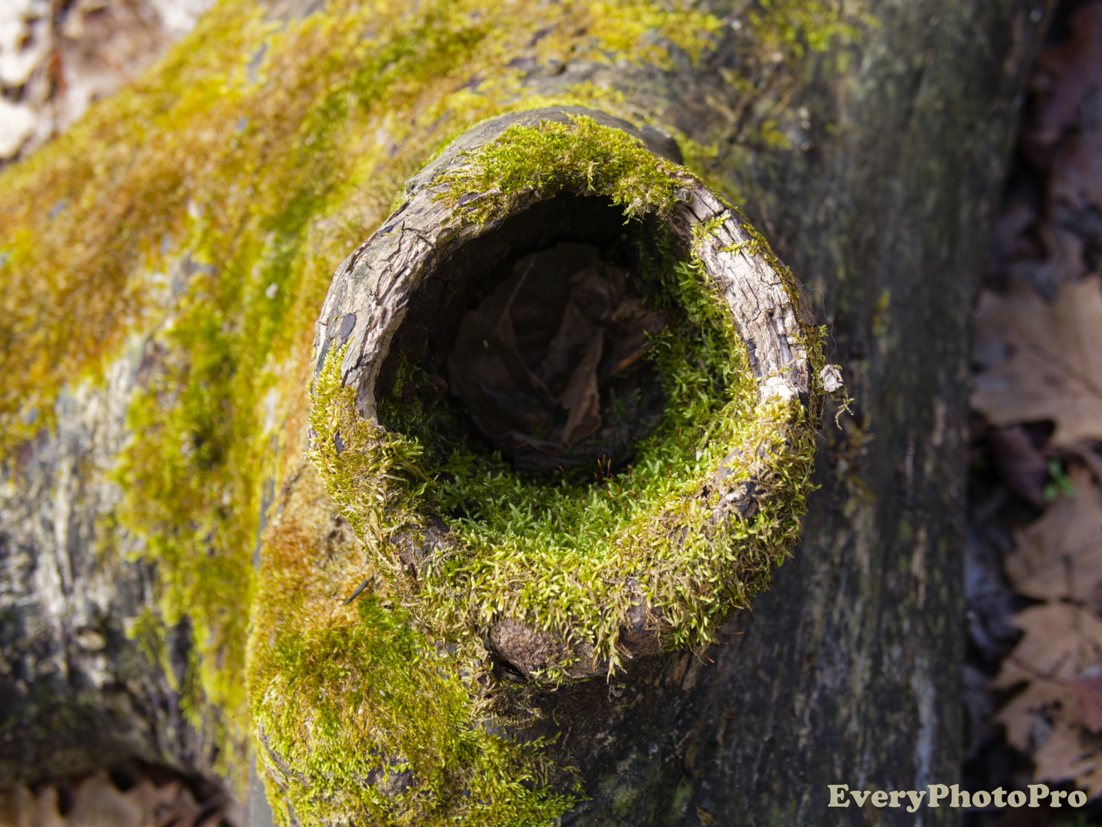 Mossy Knot?
