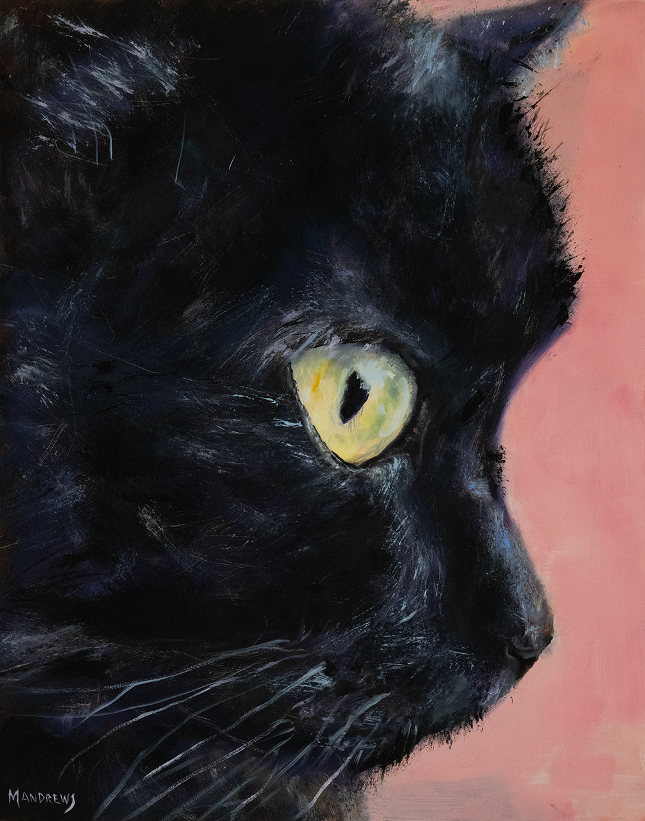 Feline Focus
