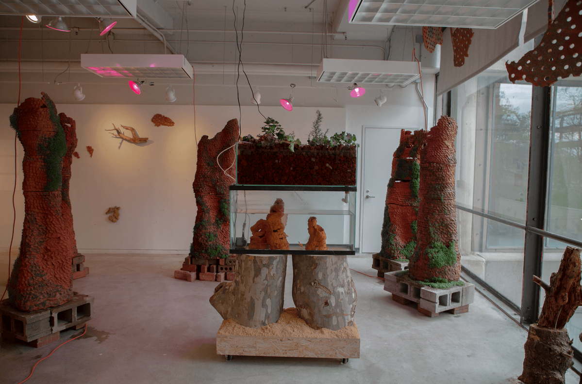 A Curated Nature