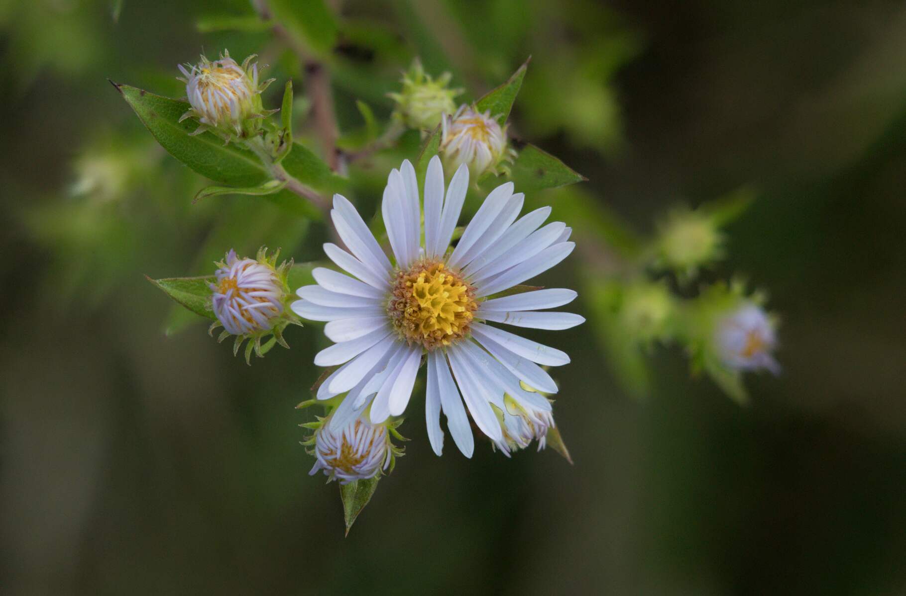 New England Aster