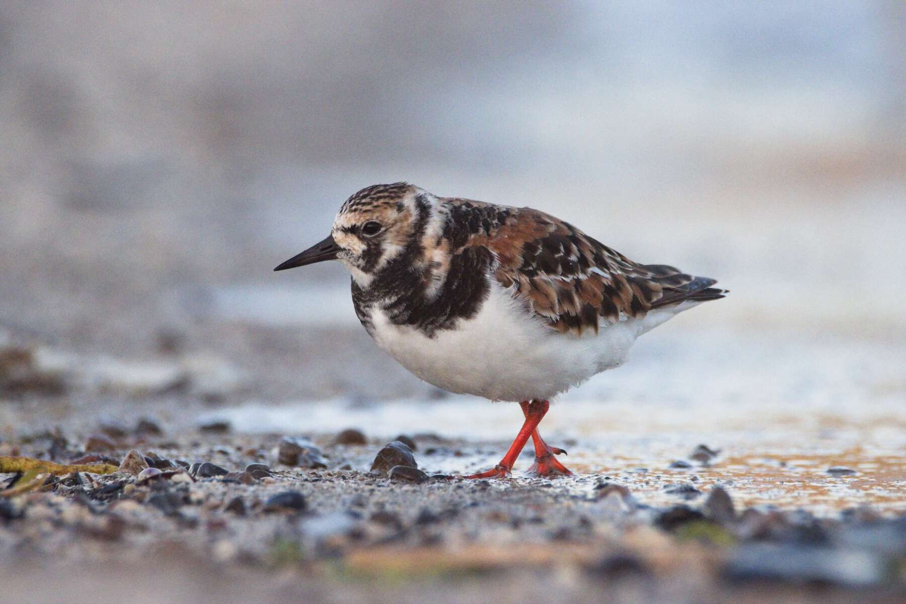 Ruddy Turnstone
